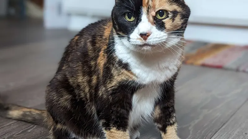 Orange and black cat sitting inside a house on wood flooring
