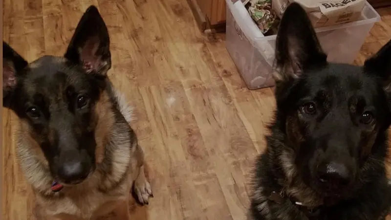 Two brown and black large dogs sitting in the kitchen together