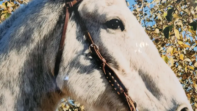 White horse standing outside in front of bushes
