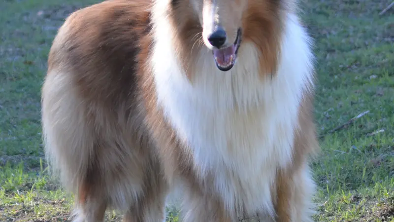 Light brown and white dog with long fur standing outside in the grass