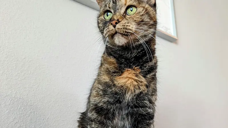 multi colored cat