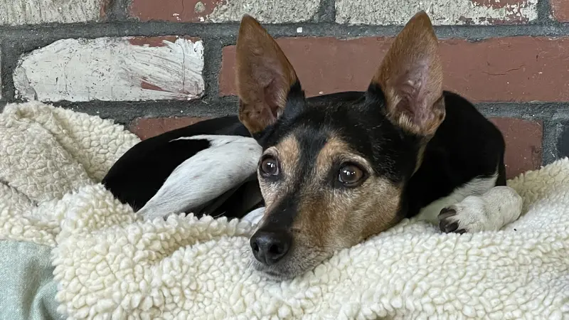 Small dog with black and brown fur laying on a white blanket in front of a brick background