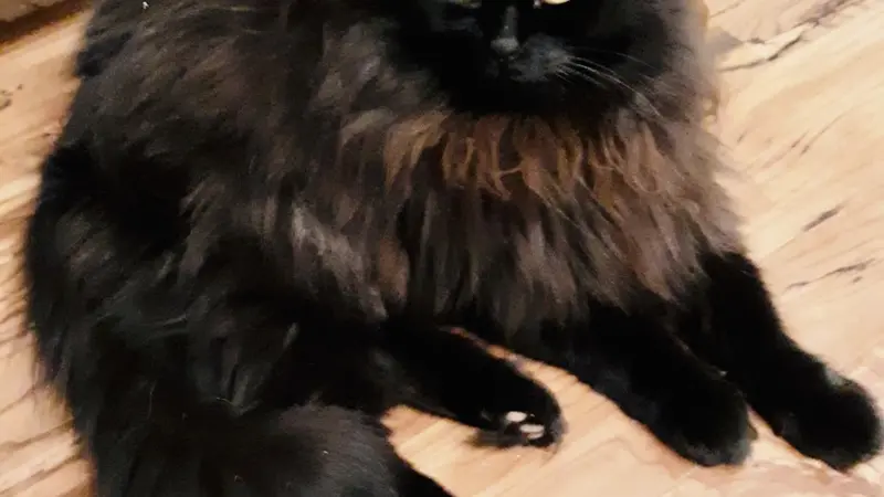 Black cat sitting on the floor next to a table