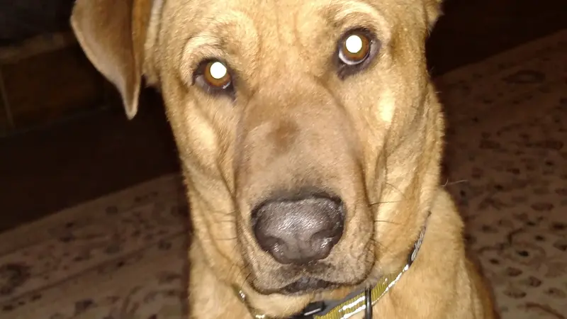Light brown dog sitting inside on the carpet
