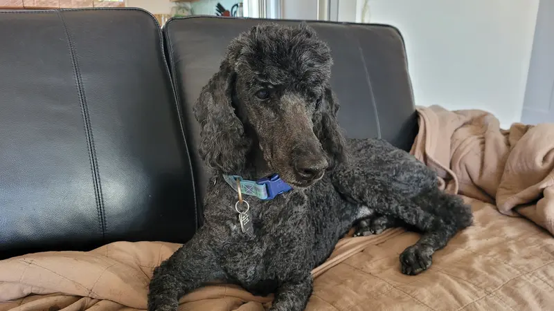 Black dog with curly fur laying down on a couch inside