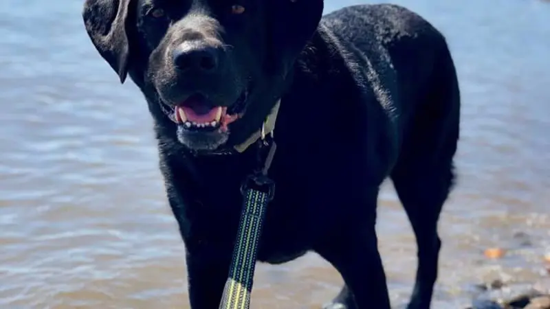 Black dog standing on a beach