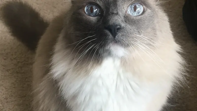 White and grey cat with blue eyes staring at the camera