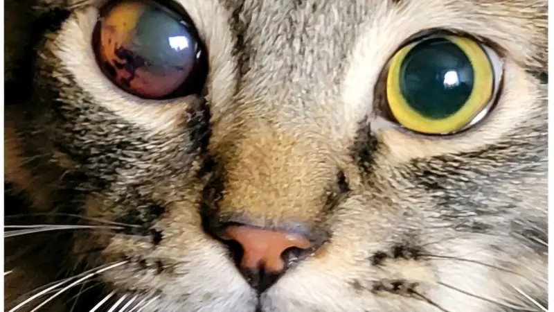 Close up picture of a light brown cat with dark brown stripes and light green eyes