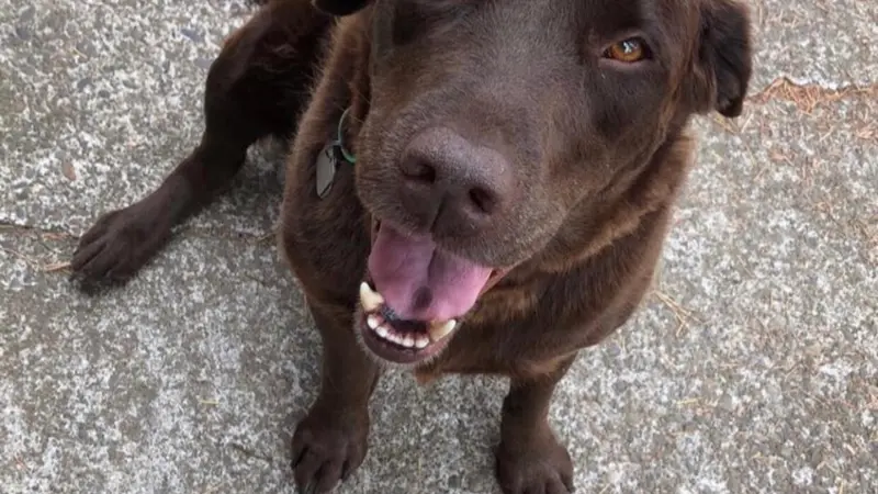 Dark brown dog sitting on the pavement outside looking at the camera