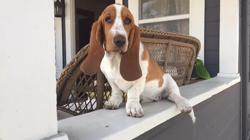 Small brown and white dog with long ears sitting on the railing of a porch outside
