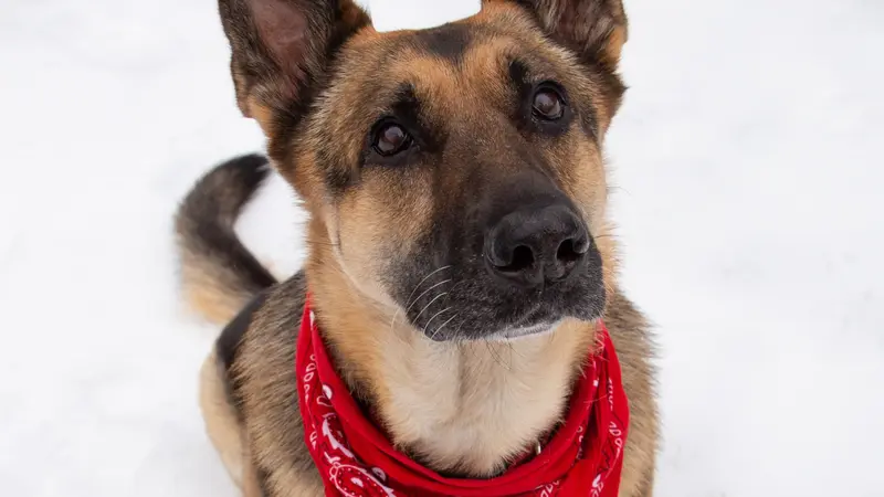 Large dog with dark and light brown fur with a red bandana around their neck sitting in the snow