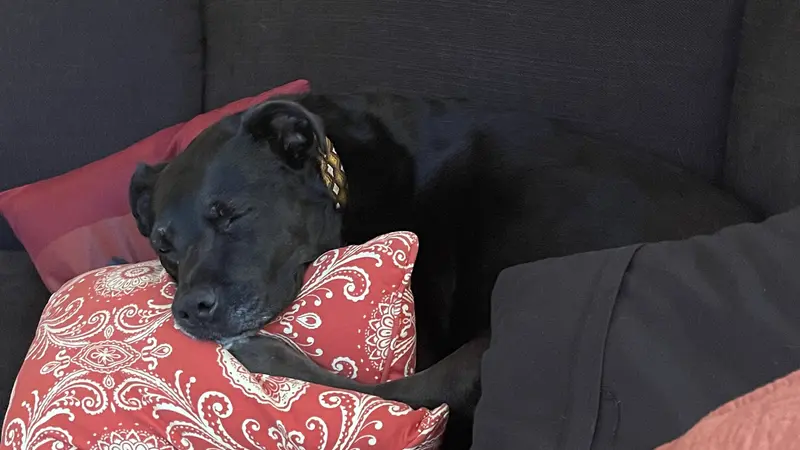 Black dog laying on a couch and snuggling with red pillows