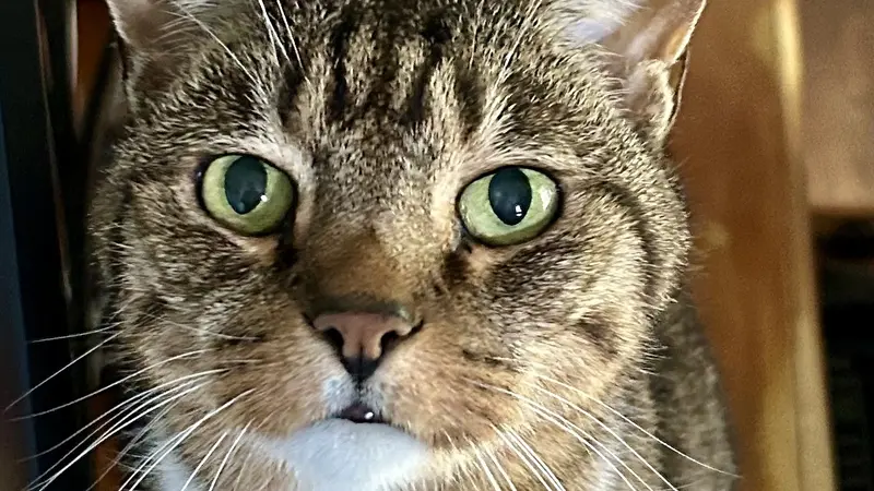 Light brown cat with dark brown stripes sitting down inside