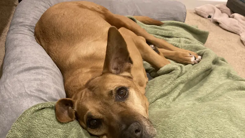 Light brown dog laying down on a bed made of pillows and blankets