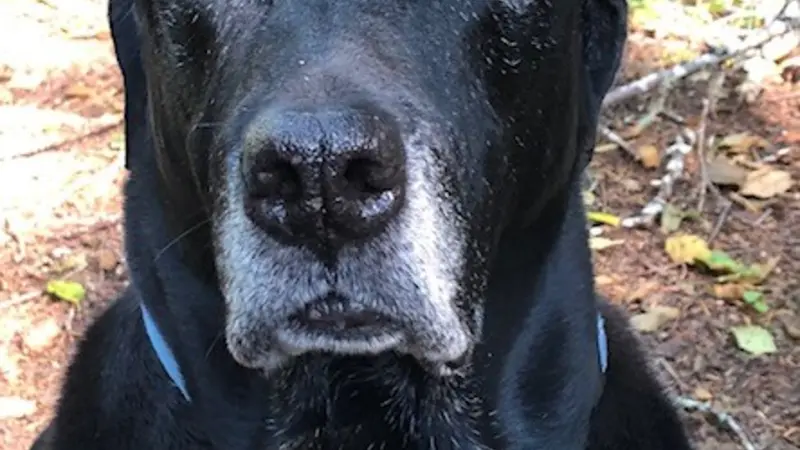 Black dog with white fur around the muzzle