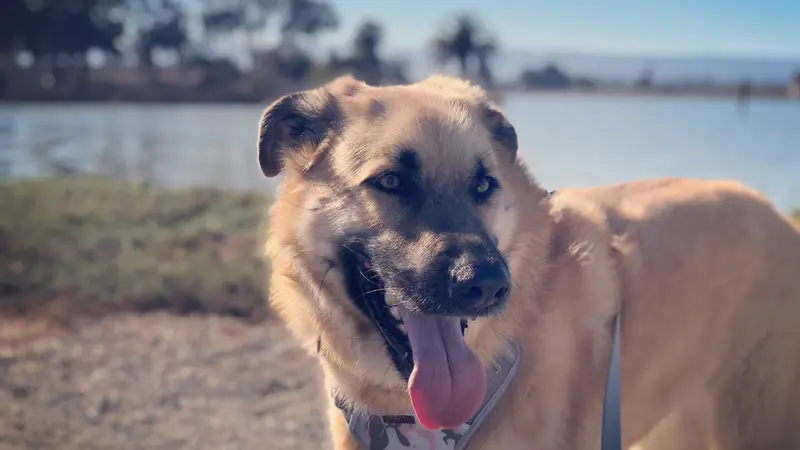 Tan shepheard with tounge hanging out, on the beach.