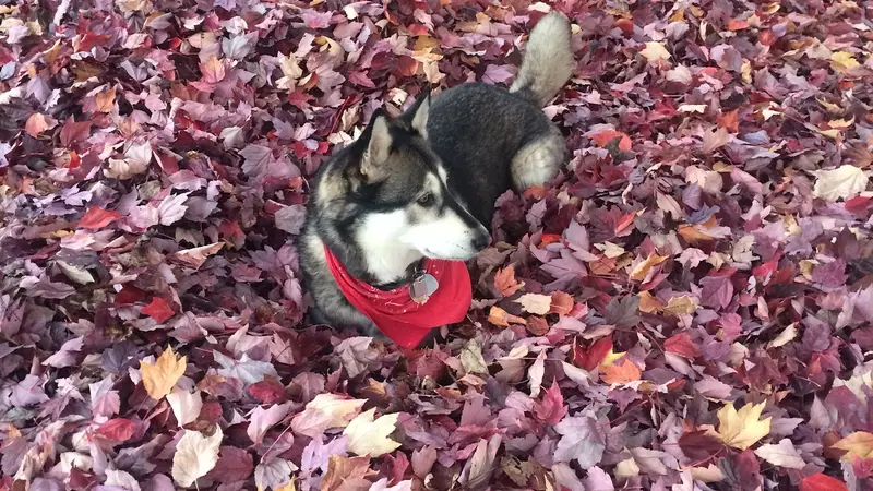 Black and white dog with a red bandana on sitting in a pile of colorful leaves 