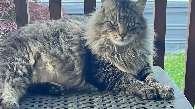 Black and brown cat sitting on a bench outside 