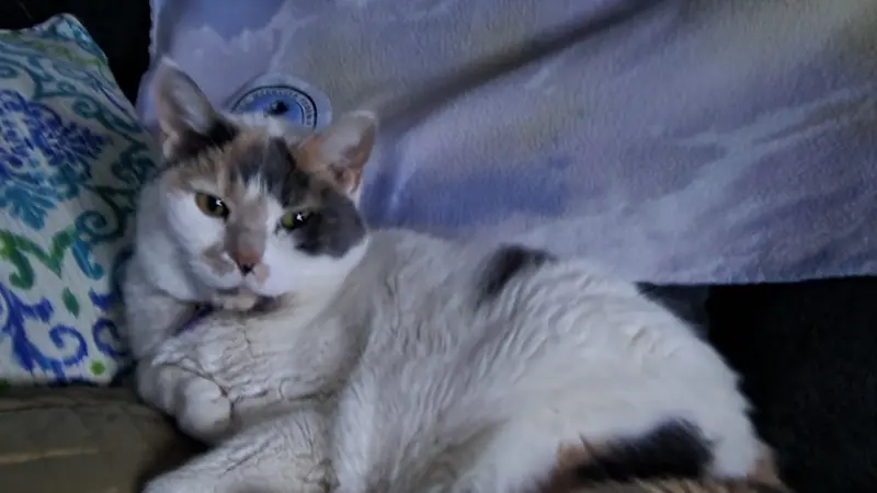 Small white cat laying on the couch