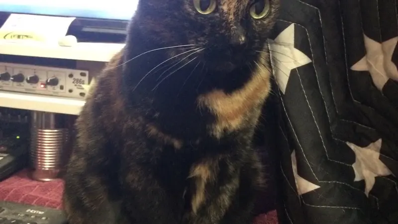 Black and gold cate (Lucy)
