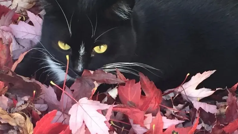 Black cat laying in a pile of brightly colored leaves