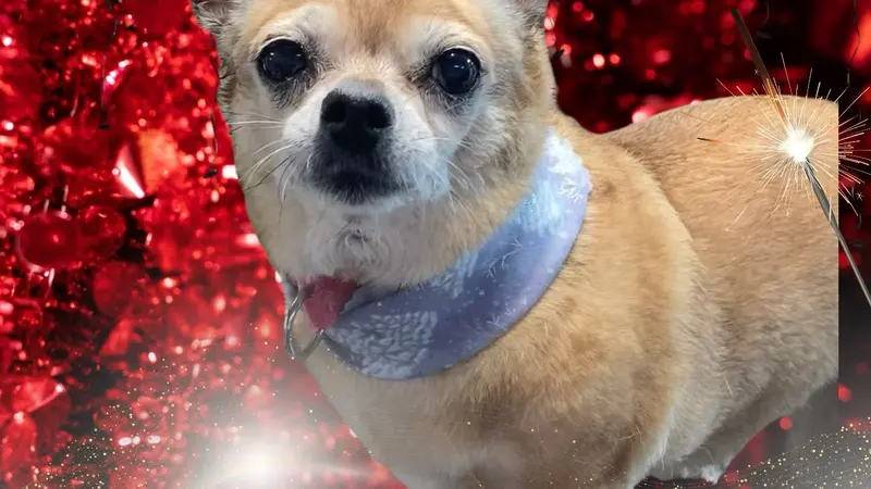 Small, light brown dog in front of a sparkly red and black background