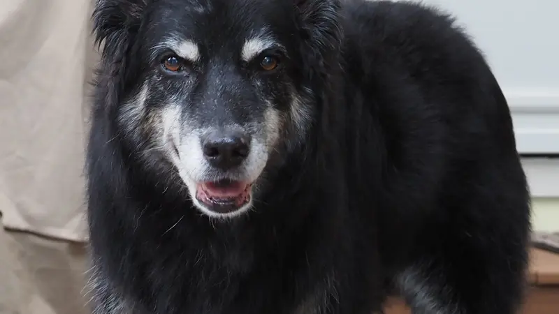 Black dog with white patches around face standing in front of a house