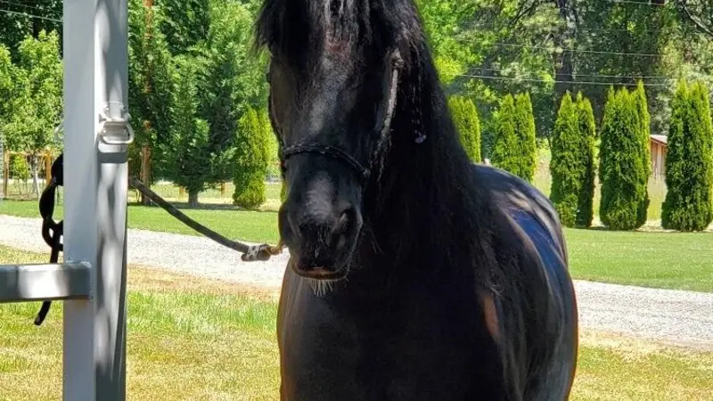 Dark brown horse standing outside in some shade in the grass