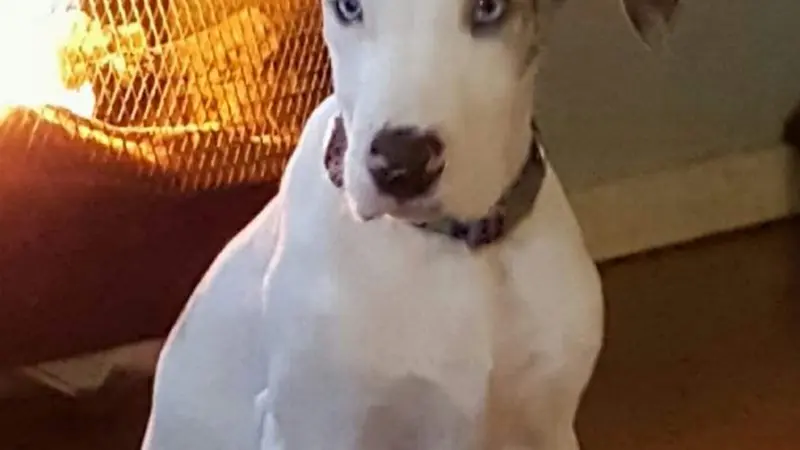 White dog with black and brown spots sitting in front of a fireplace