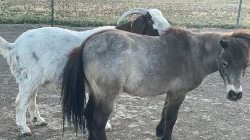 Miniature horse and boer goat in a field