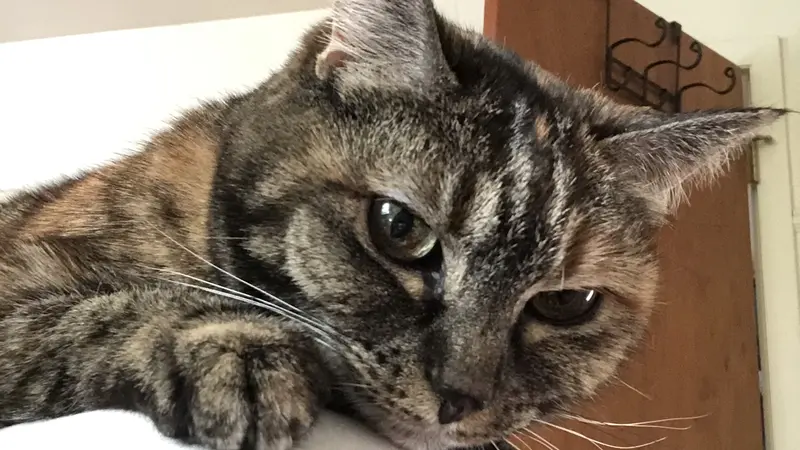 Brown cat with dark brown stripes looking at the camera