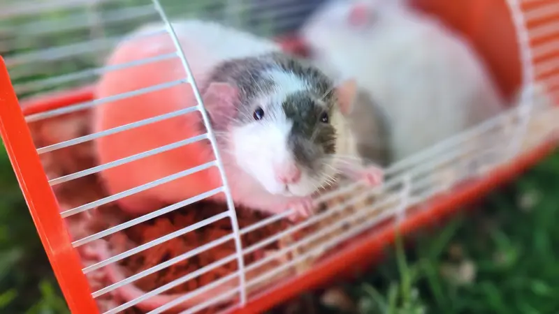 Small white rat with a brown spot over the head sitting inside an open cage 