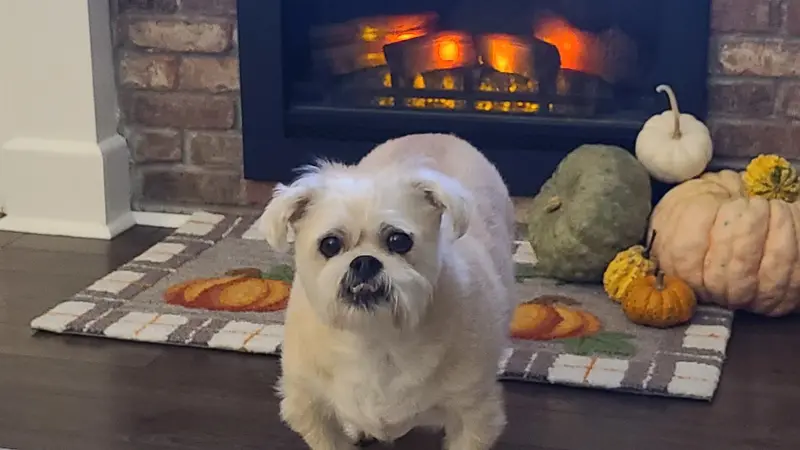 Small white dog standing in front of a fireplace