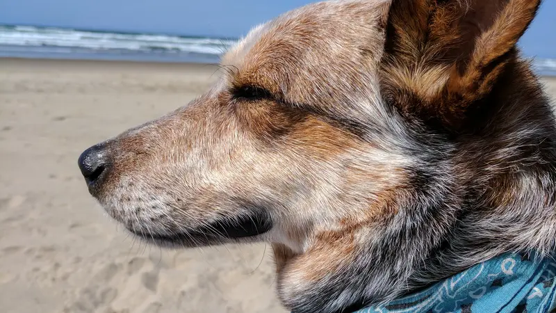 Brown and white dog with a blue bandana sitting on the beach