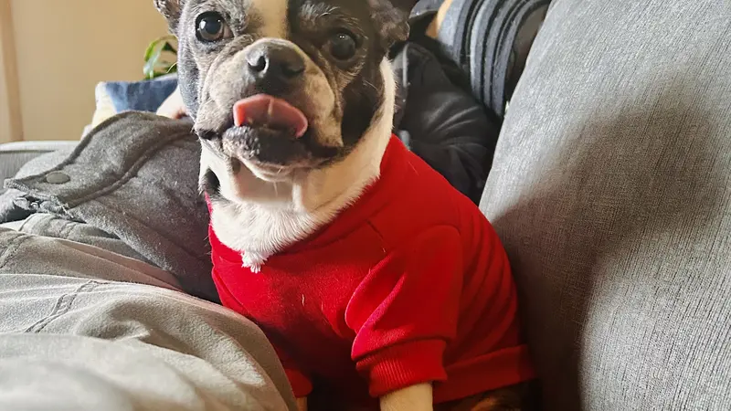 Small dog in a red shirt sitting on a couch