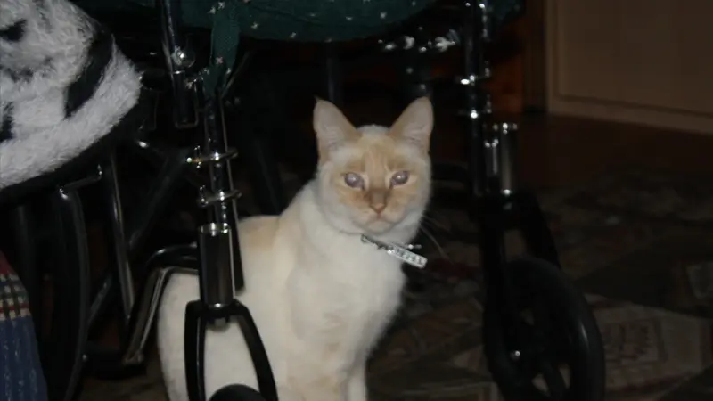 White cat sitting in front of a wheelchair