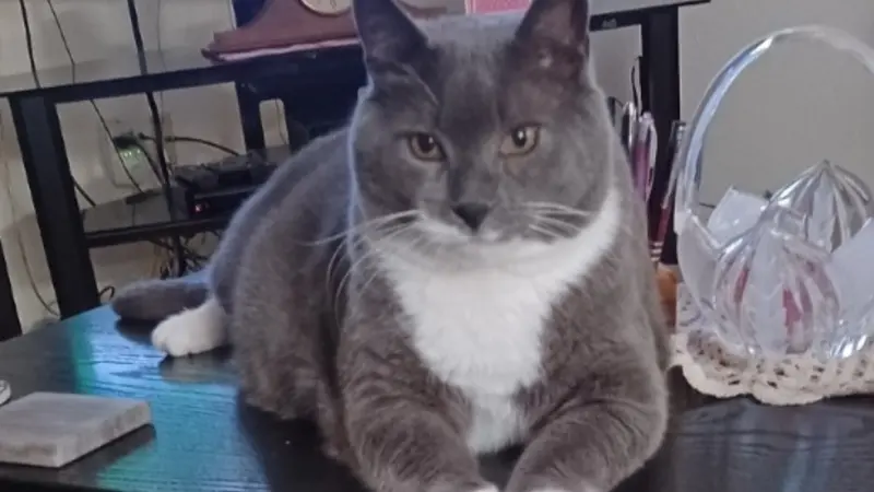 Grey and white cat sitting on a table