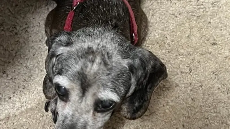 Old greying dog photo taken from above