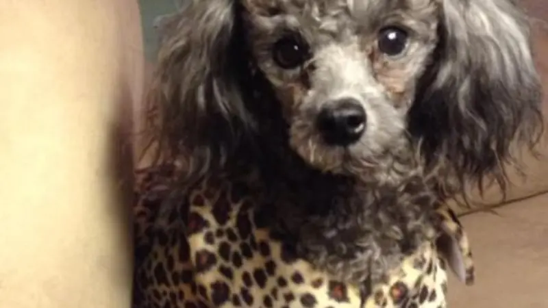 Small brown dog with curly fur wearing a leopard print outfit