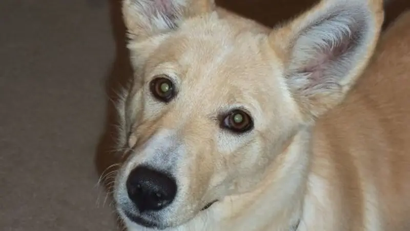 Light brown and white dog looking at the camera