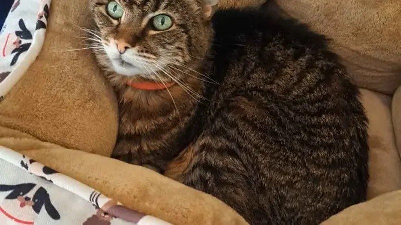 Light brown cat with dark brown stripes laying down in a cat bed 