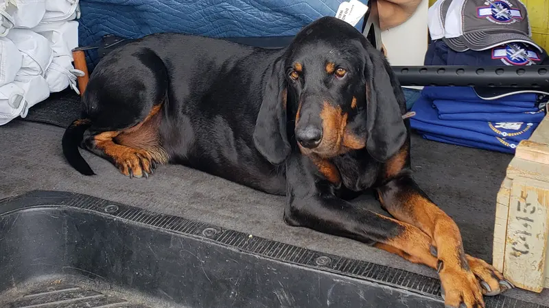 Black and dark brown dog sitting in front of equipment for B-17 Alliance
