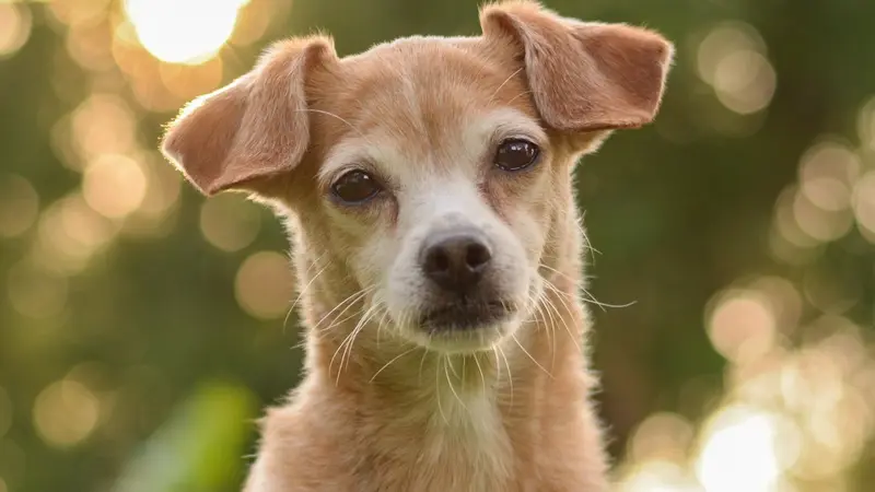 blond dog professional photo