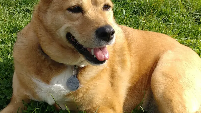 Tan dog with white spot on chest, laying in field.