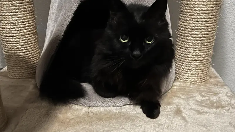 Black cat sitting on a cat tree next to a scratching post