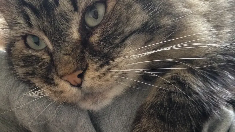Light brown cat with dark brown stripes 