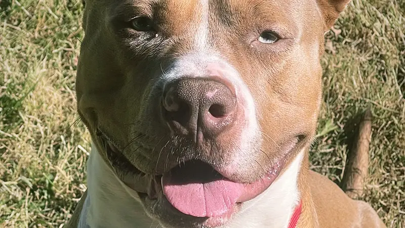 Medium brown dog with white patch across face sitting in the grass outside