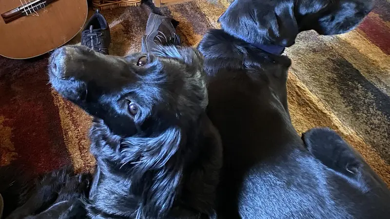 Black dog sitting in front of mirror