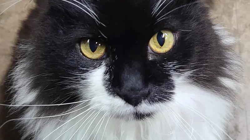 Fluffy black and white cat looking up with big pale yellow eyes. 