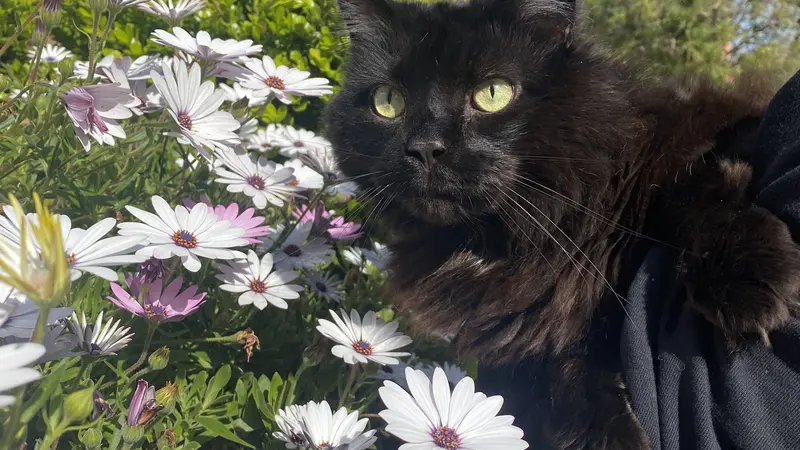 Black cat being held near purple and white flowers outside